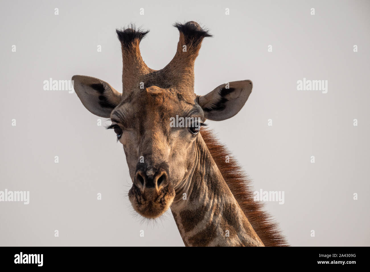 Nahaufnahme Kopf eines männlichen Giraffen, isoliert im Moremi Game Reserve, Botswana Stockfoto