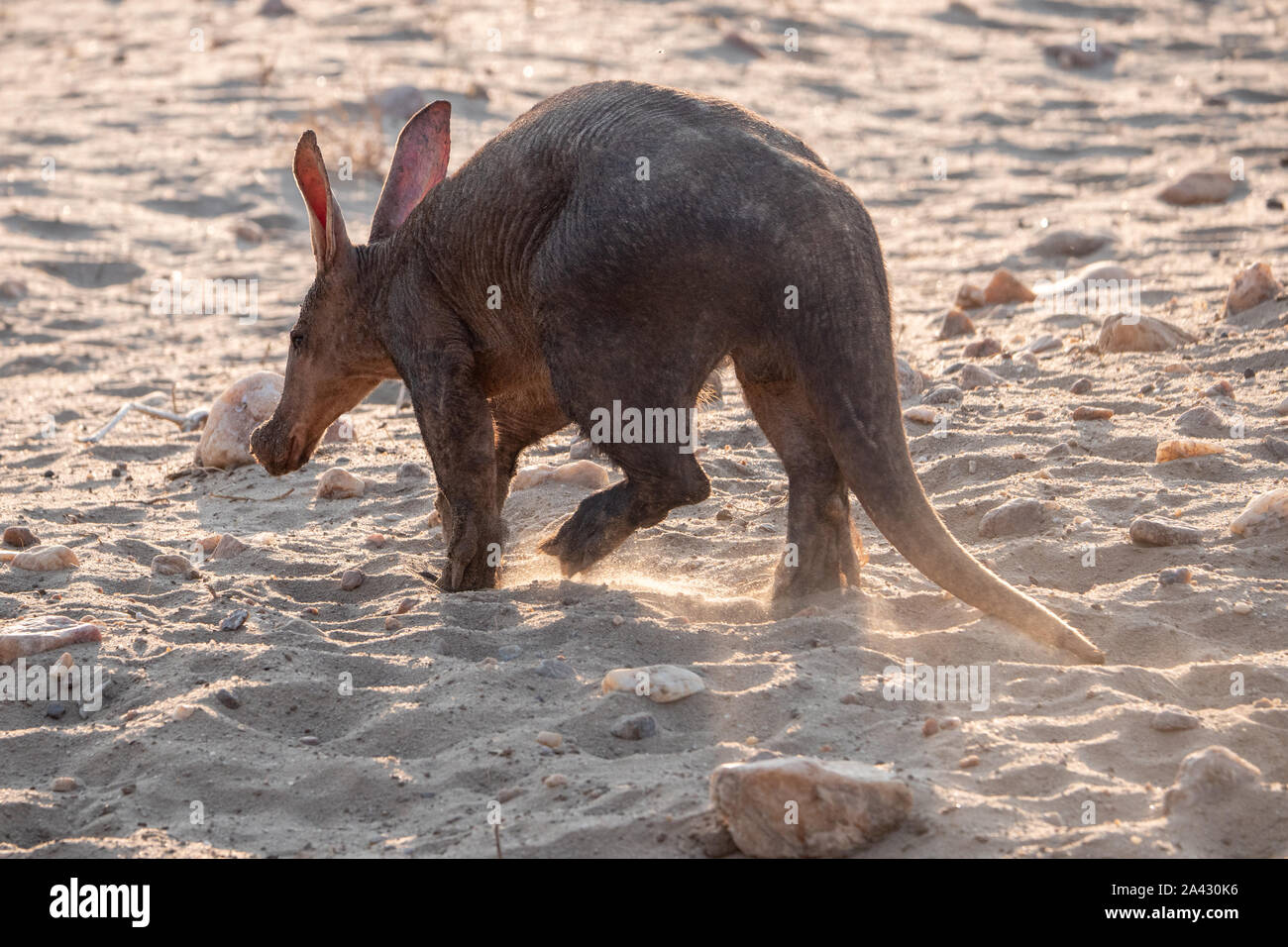 Aardvark oder Anteater von Hinten, zu Fuß in die trockene Kalahari, Namibia Stockfoto