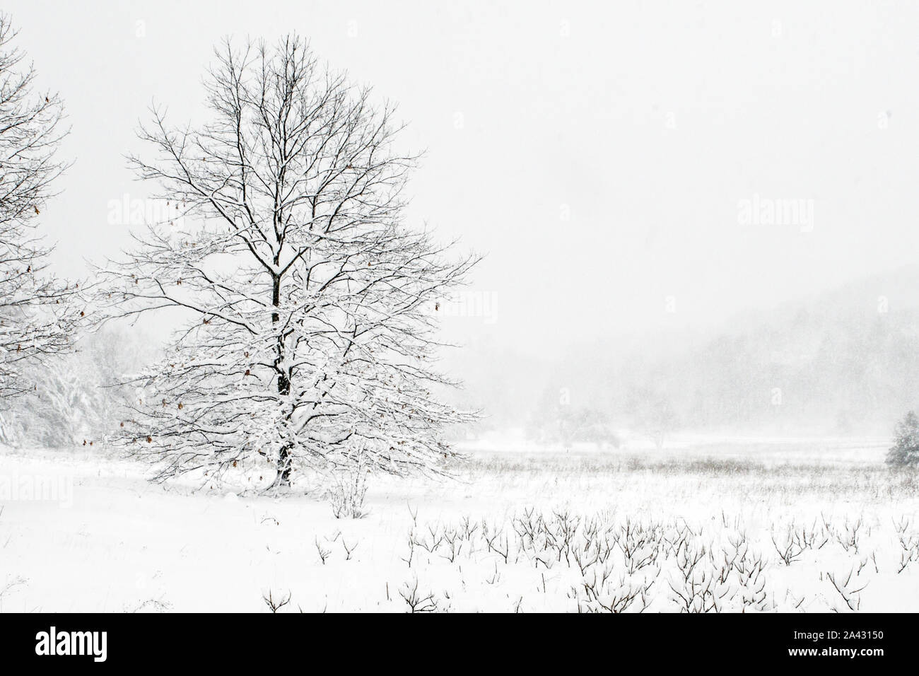 Michigan Feld im Winter Stockfoto