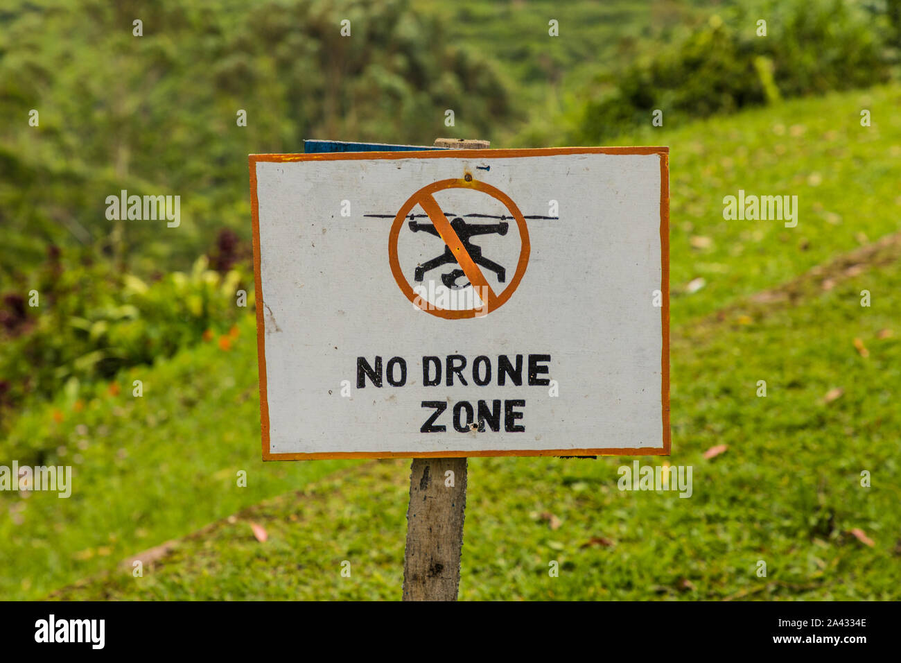 Teeplantagen in den Cameron Highlands in Malaysia Stockfoto