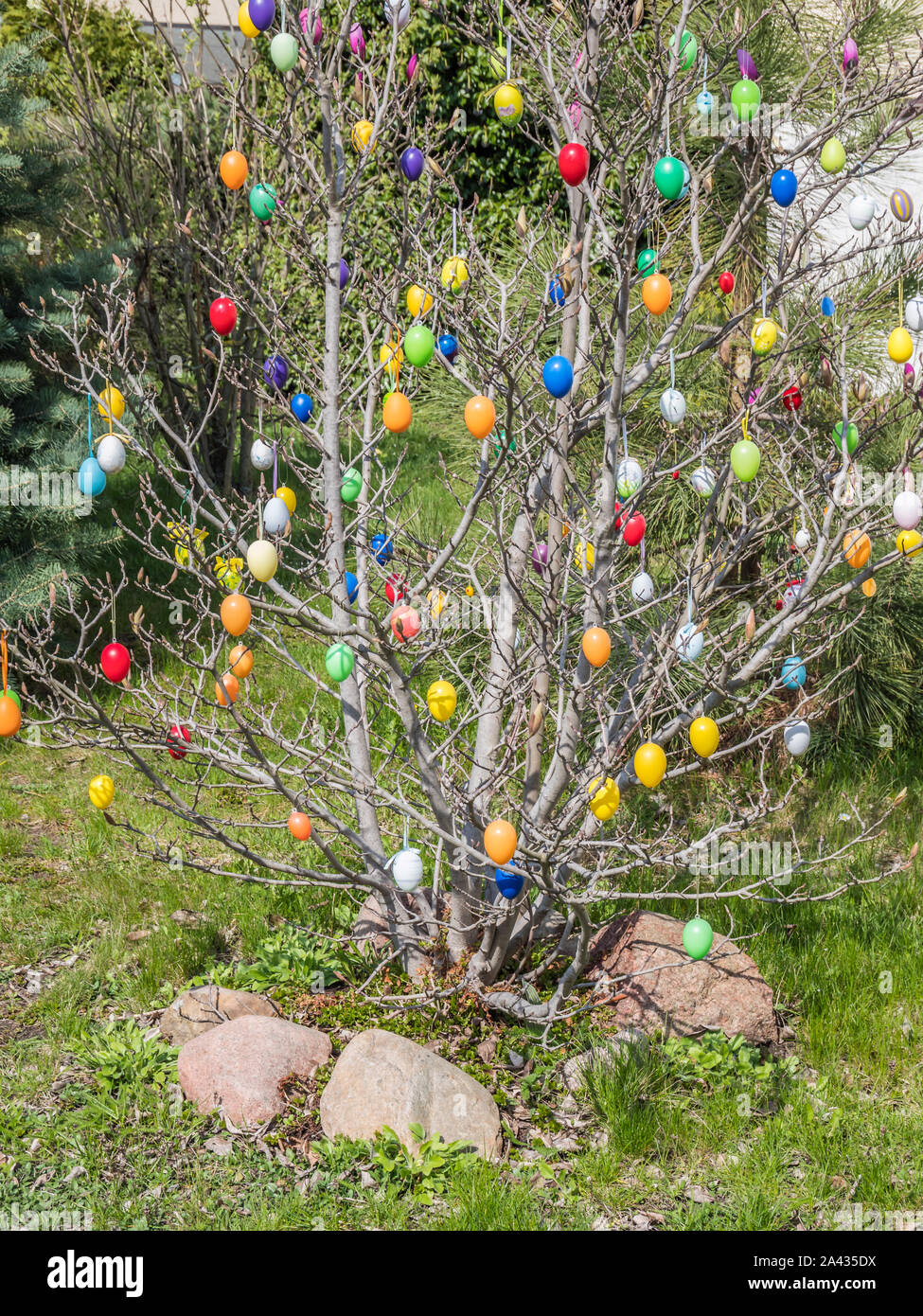Ostern Strauch im Garten Stockfotografie Alamy