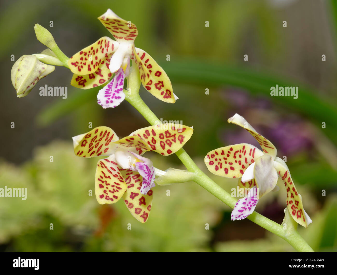 Feuchte Lippe Phalaenopsis Orchidee - Hygrochilus parishii aus Asien Stockfoto