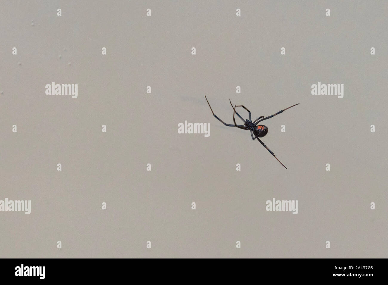 Black Widow in der Wildnis des Big Bend National Park, Texas/USA Stockfoto