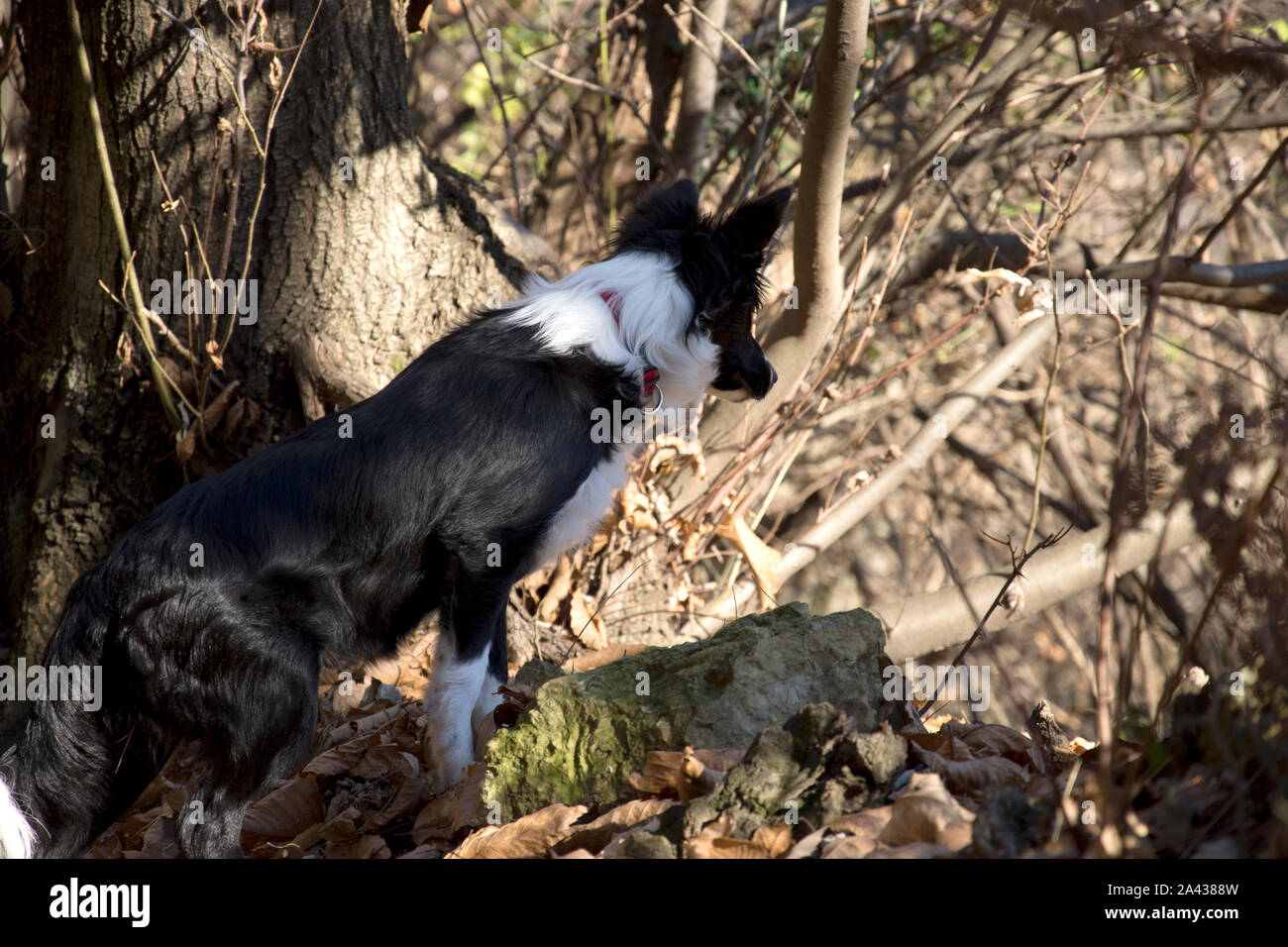 Border Collie Welpen stehen in den Wald Stockfoto