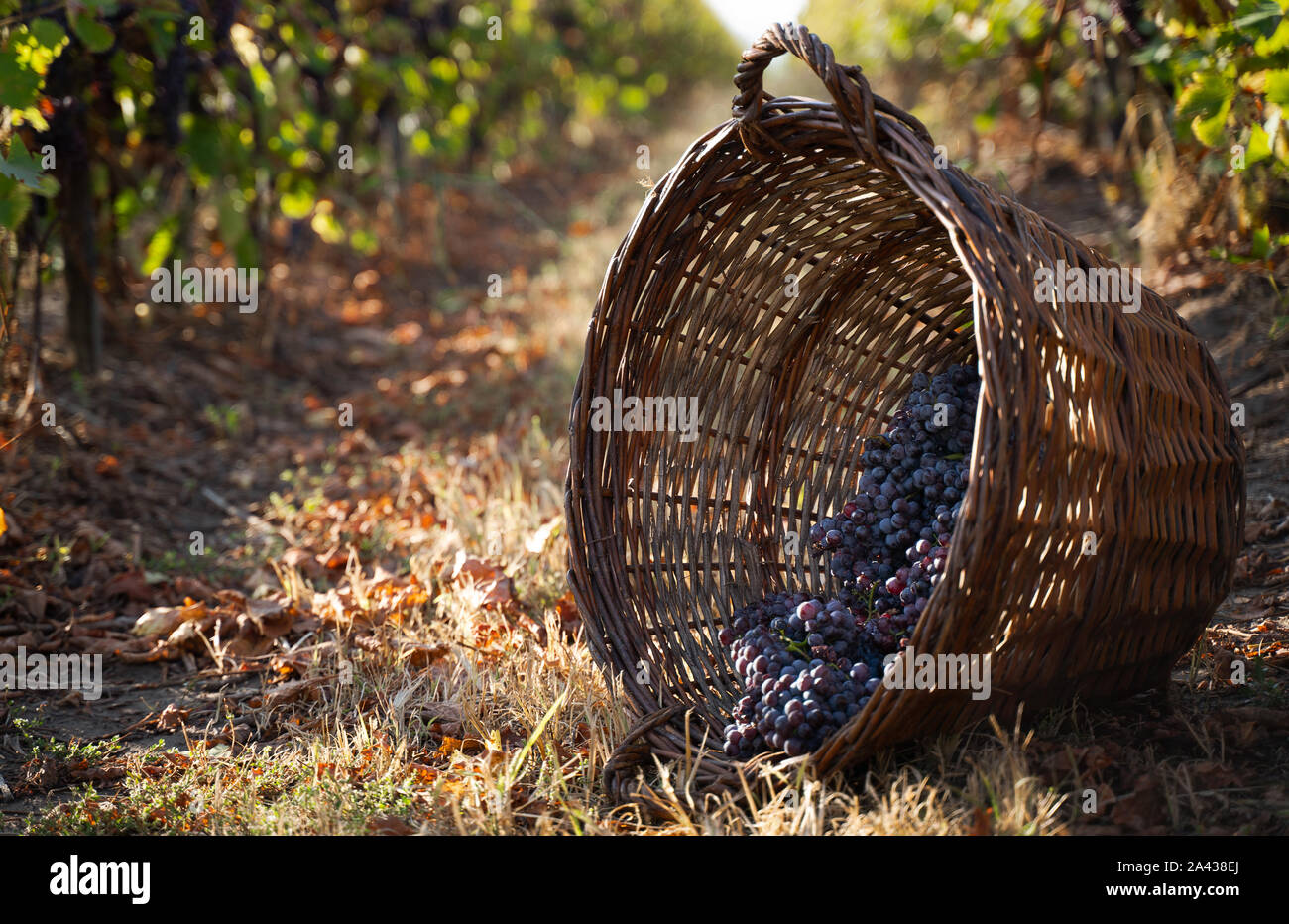 Nahaufnahme von über Rattan braun Korb voller Rot und Rose Trauben in der Morgensonne auf grünen Weinberg Gras Stockfoto