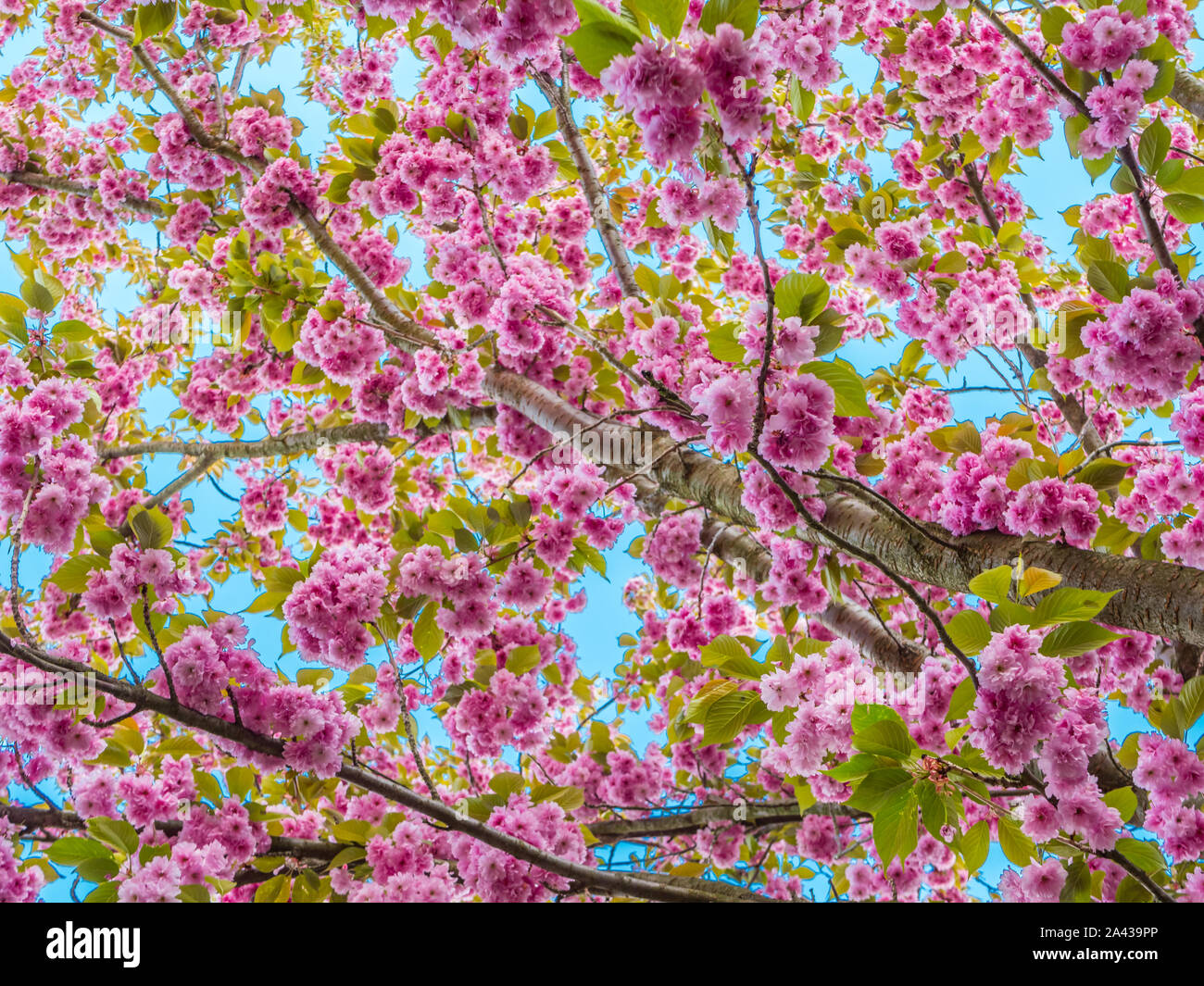 Japanische Kirschblüte in voller Pracht Stockfoto