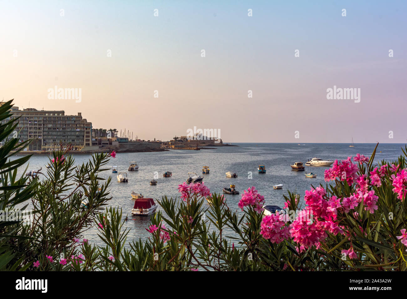 Pulsierende rosa Nerium oleander Blumen gegen Boote und Yachten in Maltas Balluta Bucht geparkt. Hellen natürlichen Blumen und Landschaft Karte. Stockfoto