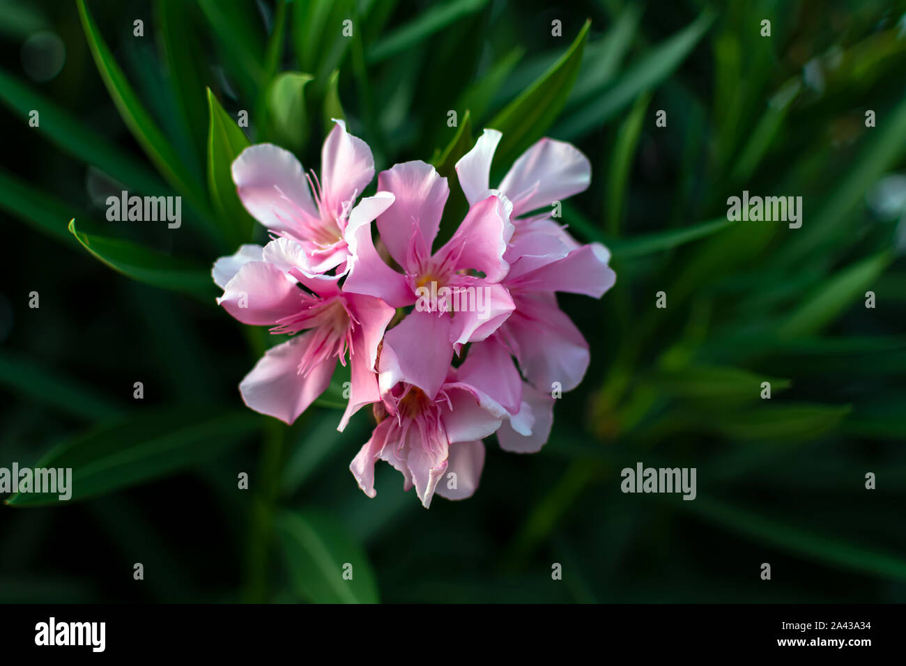 Pulsierende rosa Nerium oleander Blume gegen die natürlichen grünen Hintergrund. Romantik Blume Karte. Helle natürliche Hintergrund. Stockfoto