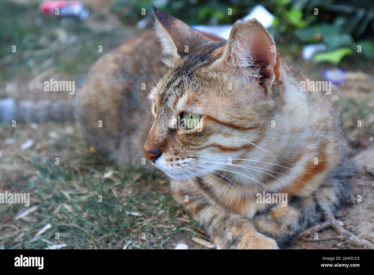 Graue Katze in Istanbul Park führenden auf Gras in einem Park. Stockfoto