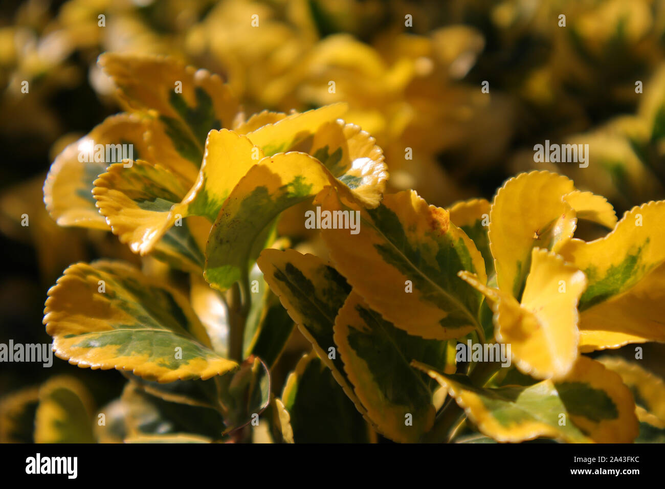 Eine gelbe und grüne Blätter unter dem Sonnenlicht in einem Garten in Istanbul. Stockfoto