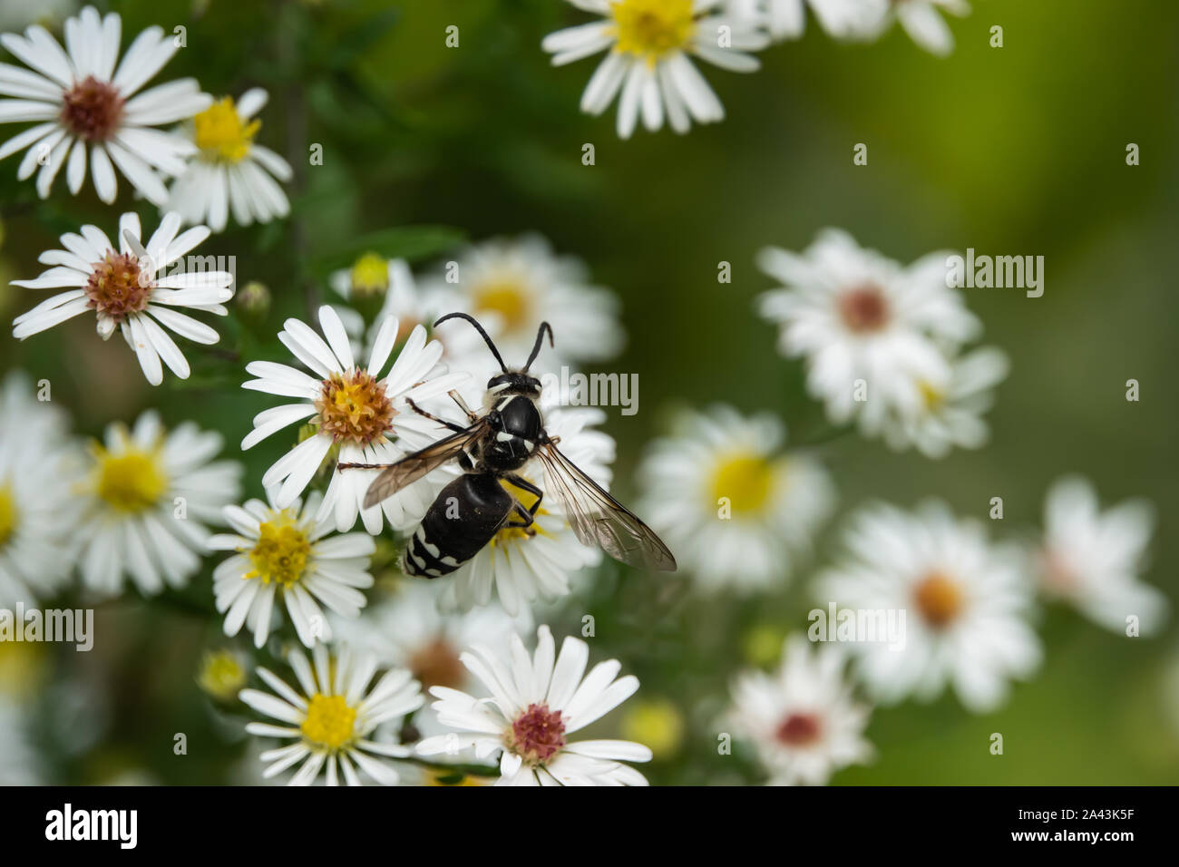 Kahlen konfrontiert Hornet auf Aster Blumen im Sommer Stockfoto