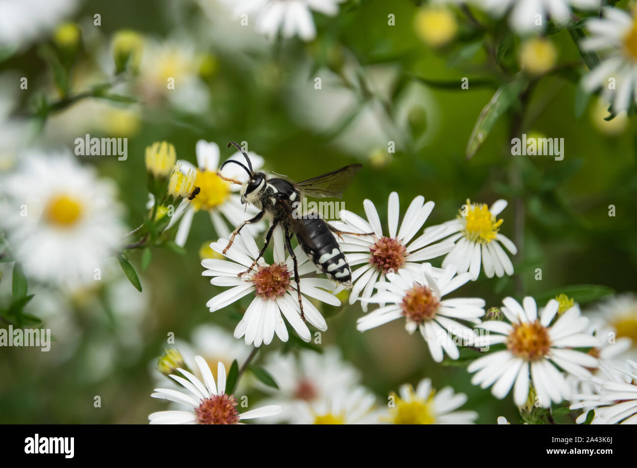 Kahlen konfrontiert Hornet auf Aster Blumen im Sommer Stockfoto
