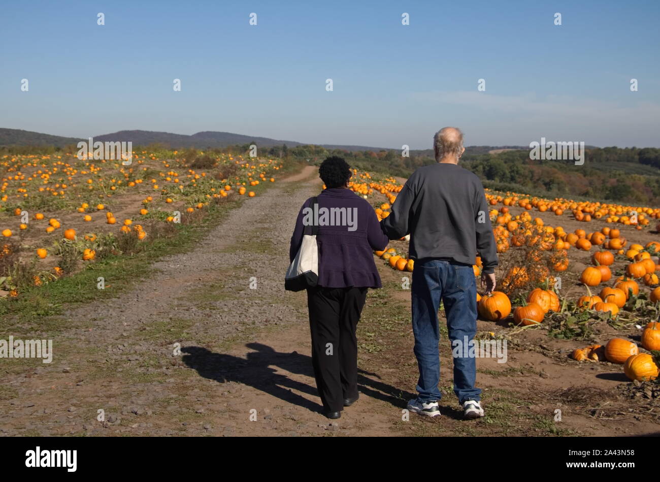 Middlefield, CT/USA - Oktober 19, 2017: Ältere schwarze Frau führt ihre weißen Ehemann durch einen Pumpkin Patch. Stockfoto
