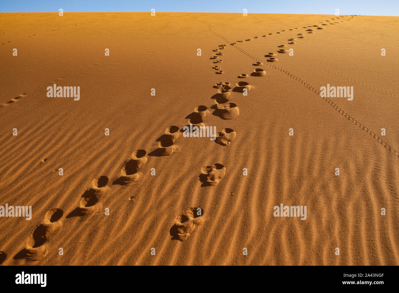 Tierspuren, die zu der Spitze einer Sanddüne in der Wüste Erg Chebbi, Marokko Stockfoto