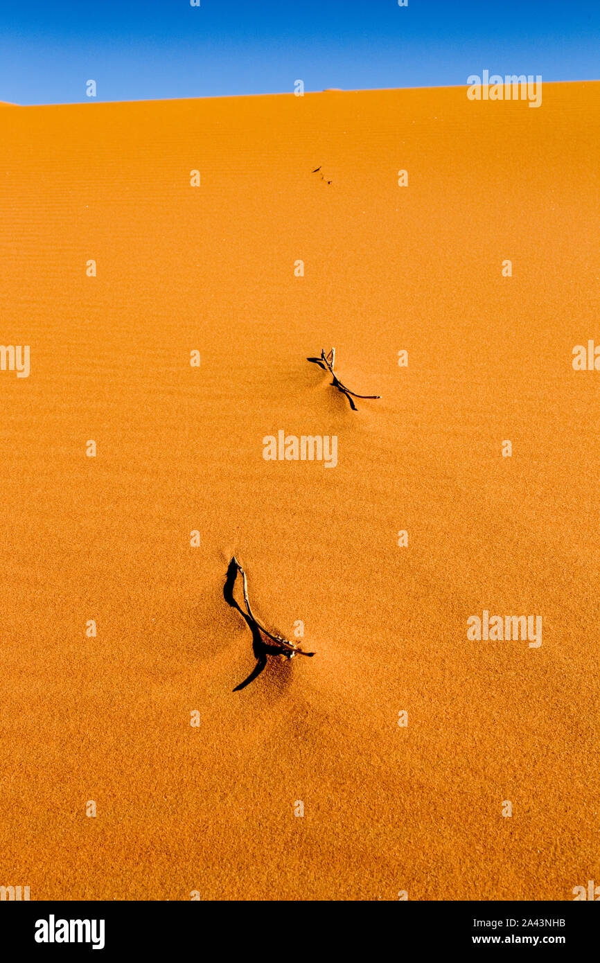 Tote Äste liegen auf einem sandigen Dünen in der Wüste Erg Chebbi, Marokko Stockfoto