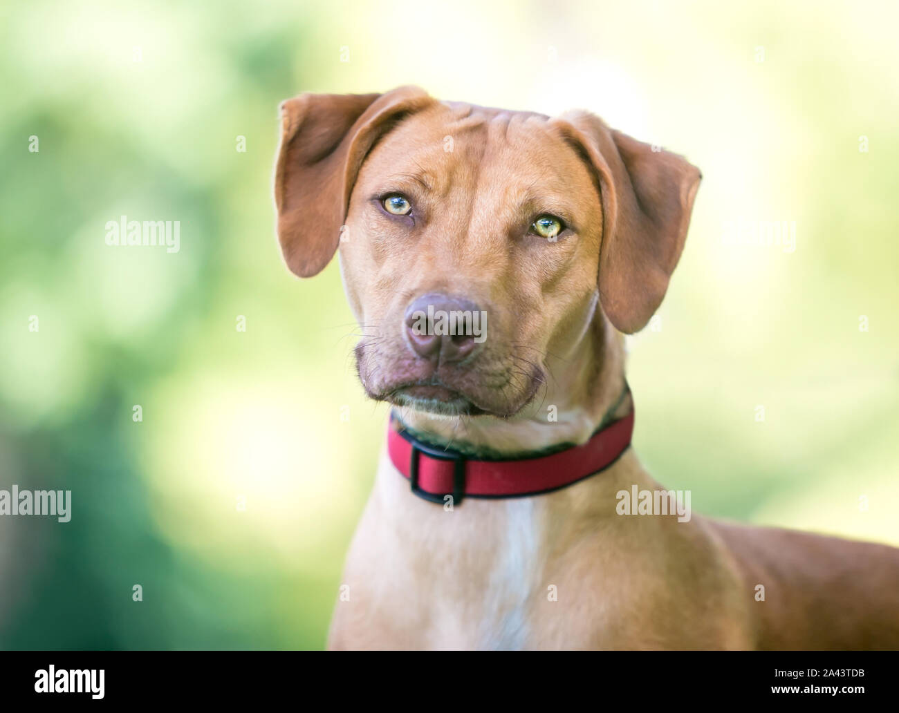 Ein vizsla Mischling Hund draußen trägt ein rotes Halsband Stockfoto