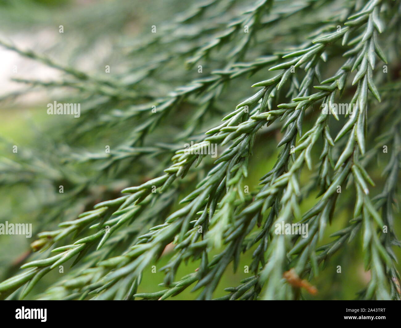 Giant Sequoia Blätter Stockfoto