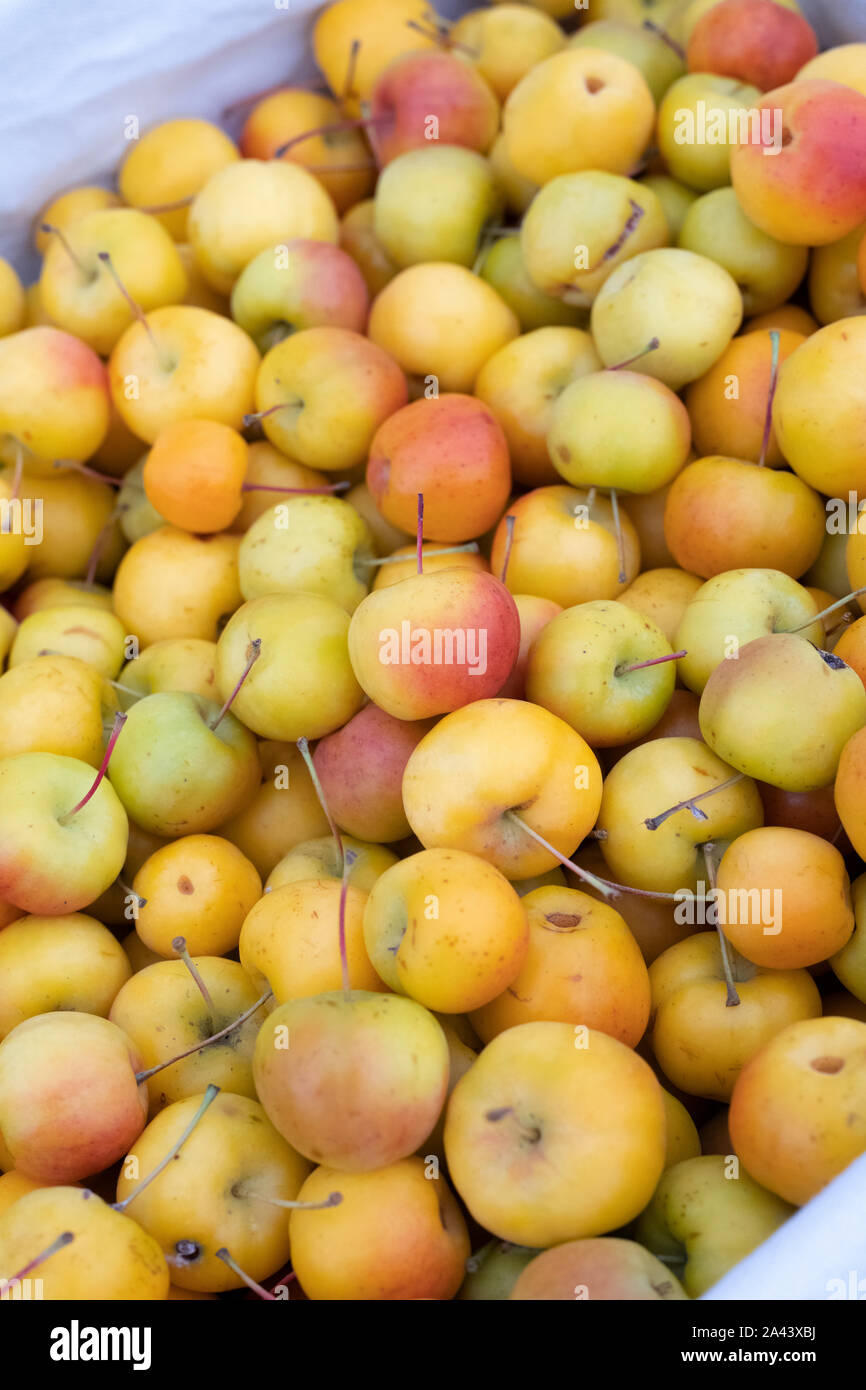 Malus ‘Butterball’. Krabbenapfel ‘Butterball’ Obst auf dem Display. VEREINIGTES KÖNIGREICH Stockfoto