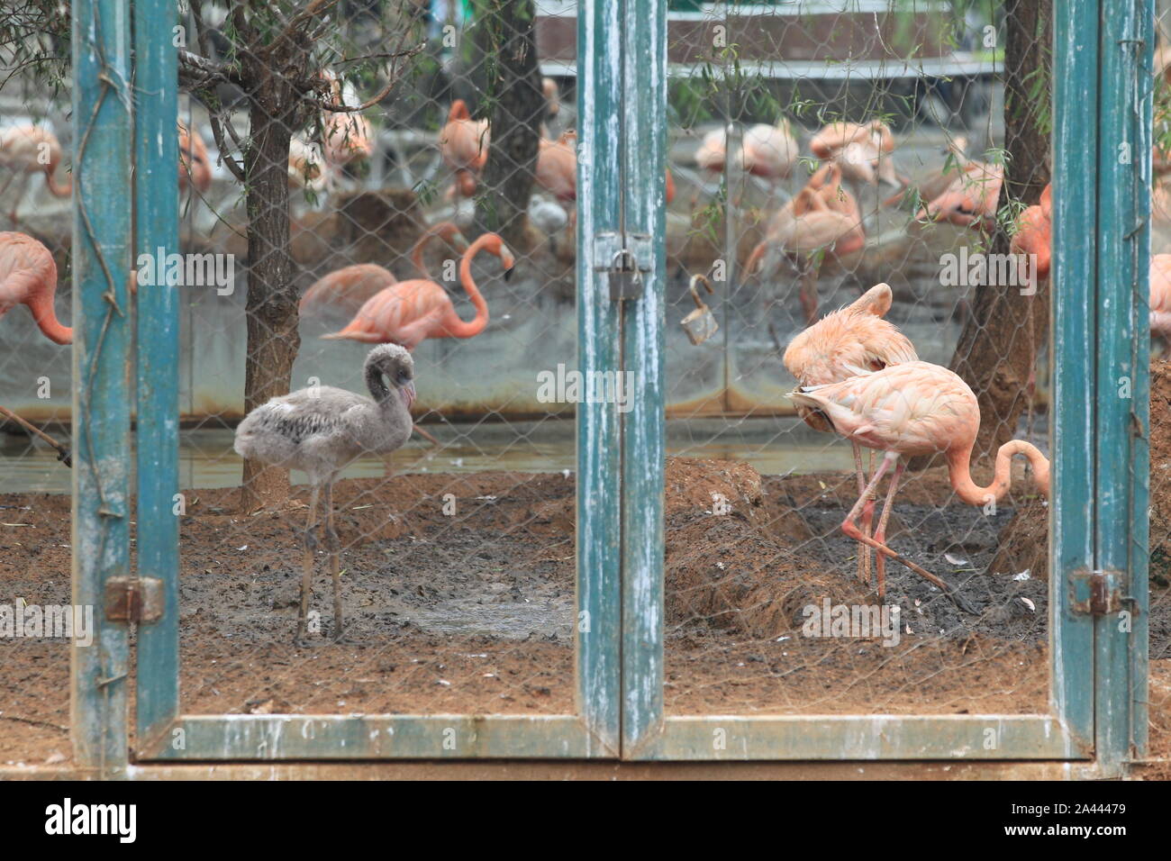 Gefährdete Vögel scarlet ibis Hotel in Zhengzhou City Zoo in Zhengzhou City entspannen, das Zentrale China Provinz Henan, 22. August 2019. Stockfoto