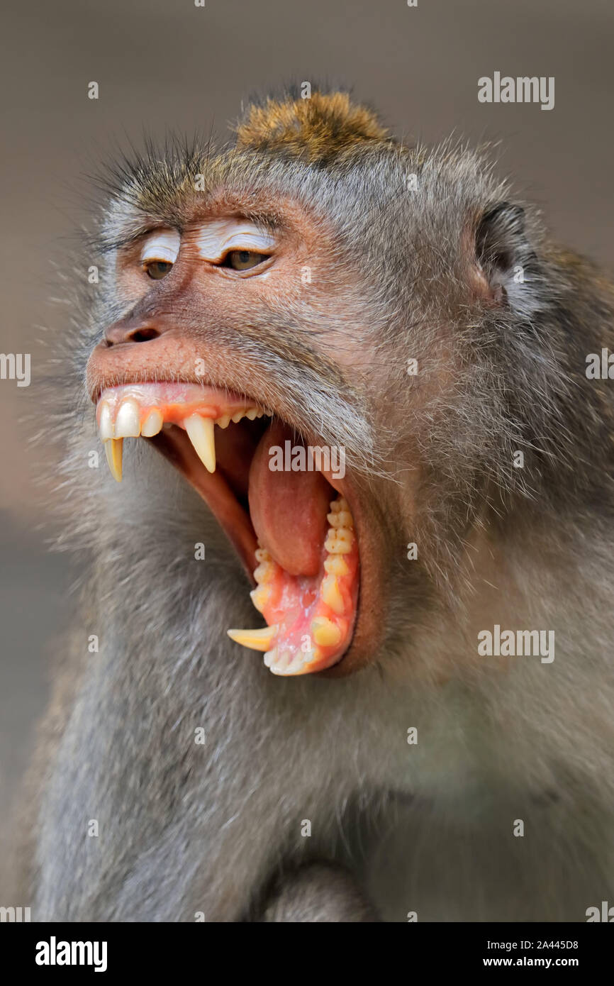 Aggressive Anzeige eines balinesischen Long-tailed Affe (Macaca fascicularis), Ubud, Bali, Indonesien Stockfoto