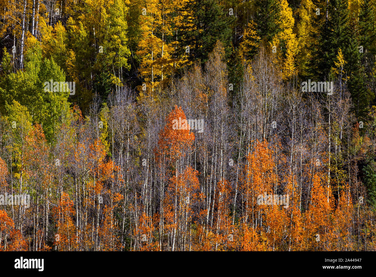Herbst Aspen Bäume Wald mit gelben und orangen Herbstfarben Stockfoto