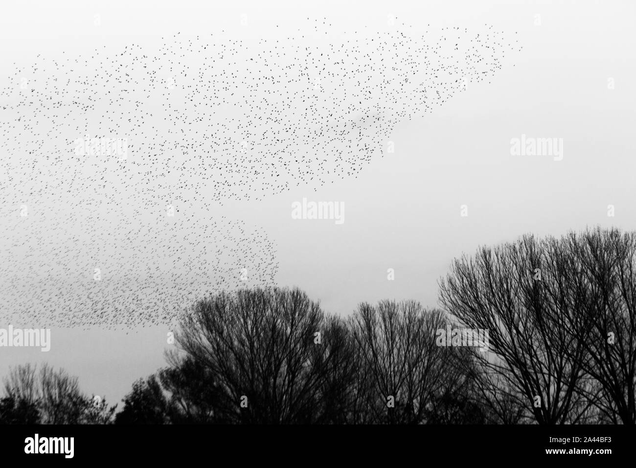 Schwarm Vögel, eine schöne Form im Himmel über einige Bäume. Stockfoto