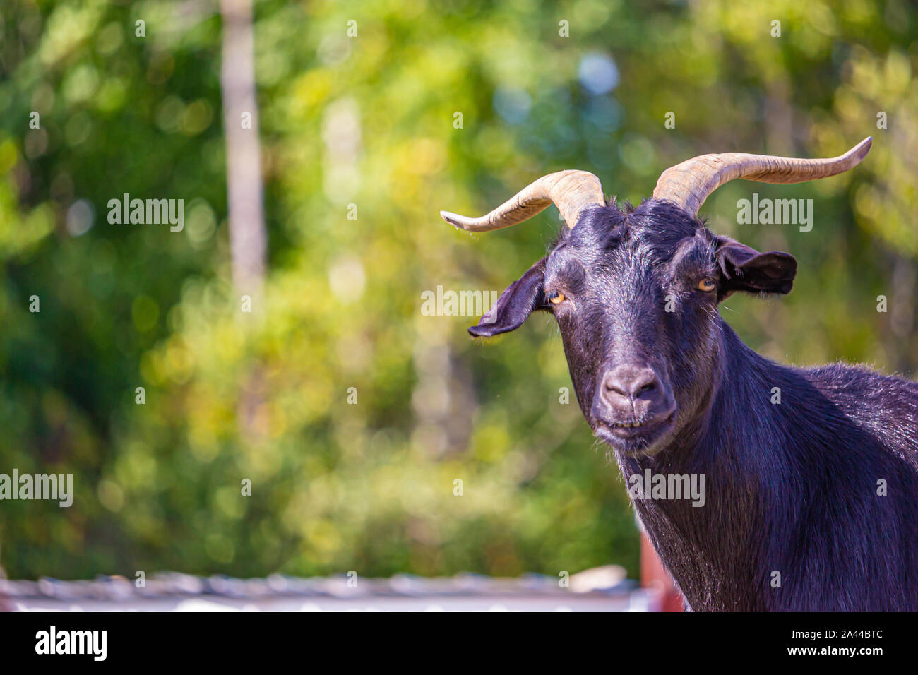 Eine schwarze, gehörnten Ziege schaut in Richtung der Kamera, in Fokus gegen einen unscharfen Hintergrund von grünem Laub. Stockfoto