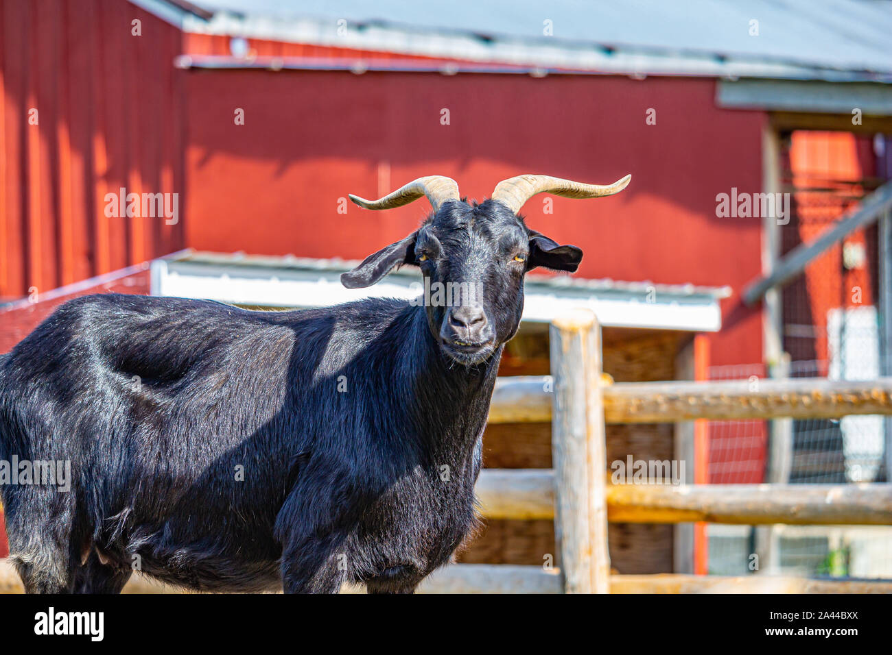 Auf dem Bauernhof, ein Schwarzer Bock mit Hörnern steht in drei Viertel ansehen und vor der Kamera. Eine rote Scheune und einem holzzaun stehen im Hintergrund. Stockfoto