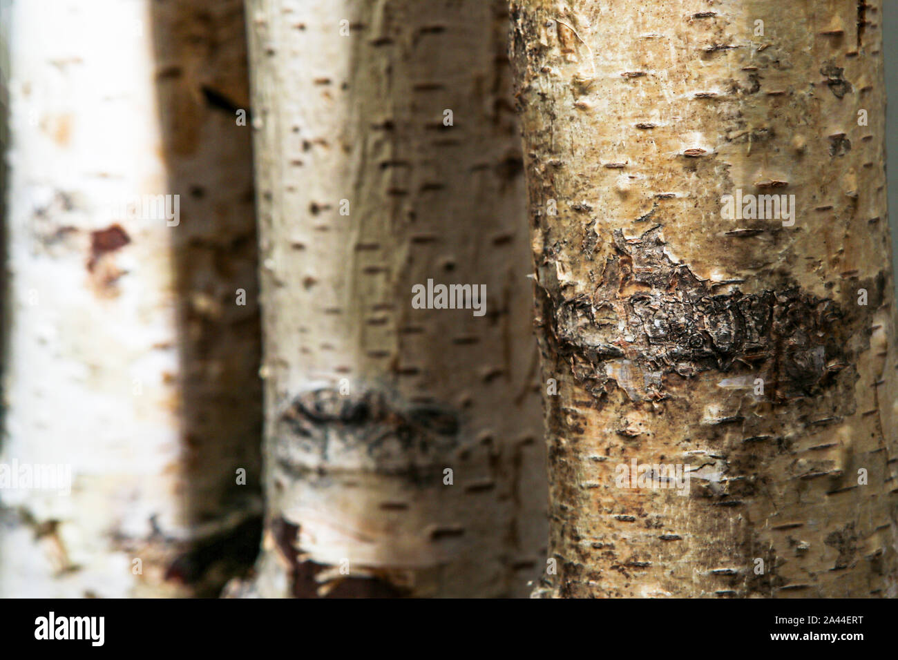 Birke Baumstämme als natürlichen Hintergrund verwendet Stockfoto