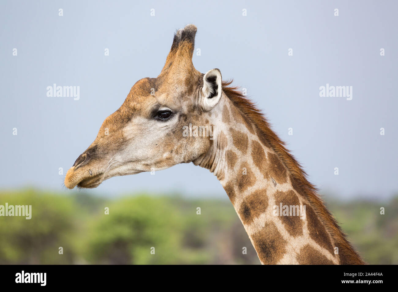 Nahaufnahme von einer Giraffe Kopf mit traurigen Augen, Etosha, Namibia, Afrika Stockfoto