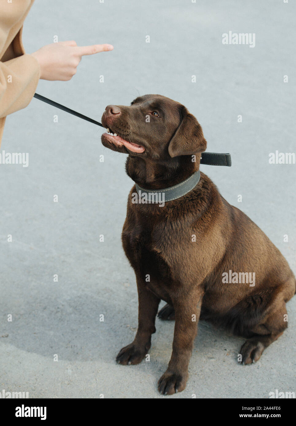 Frau Vorträge ihr Gehorsam treuen Hund, zitternden Zeigefinger über seinem Kopf Stockfoto