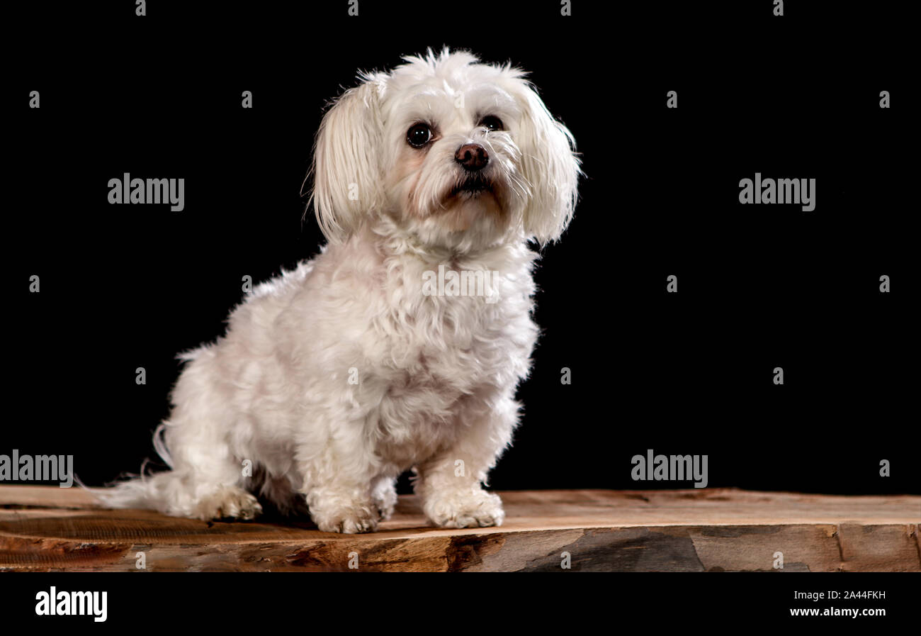 Weiß malteser Hund auf ein whood Plank mit schwarzem Hintergrund Stockfoto
