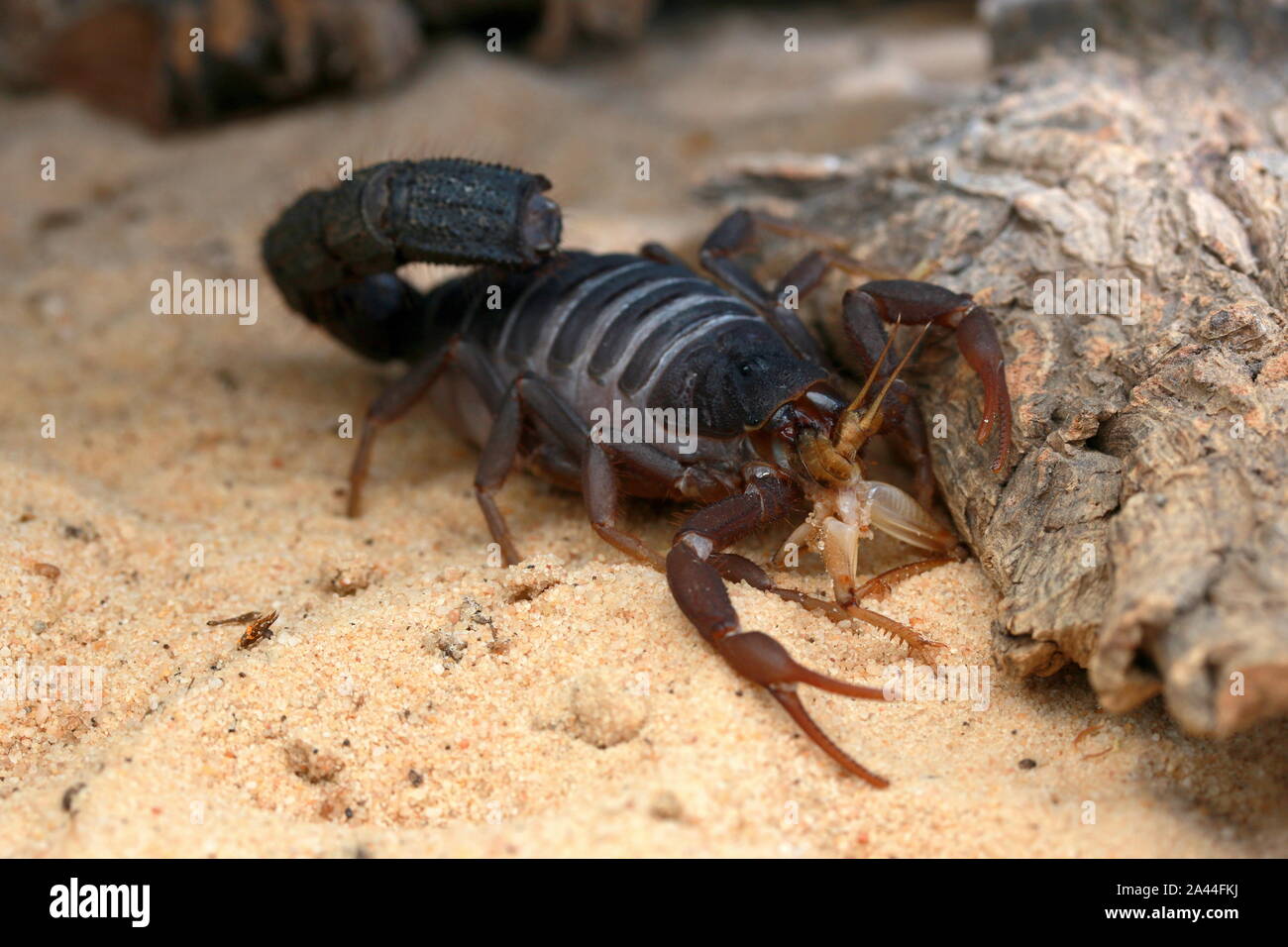 TRANSVAALICUS DICK-TAILED SCORPION, Stockfoto