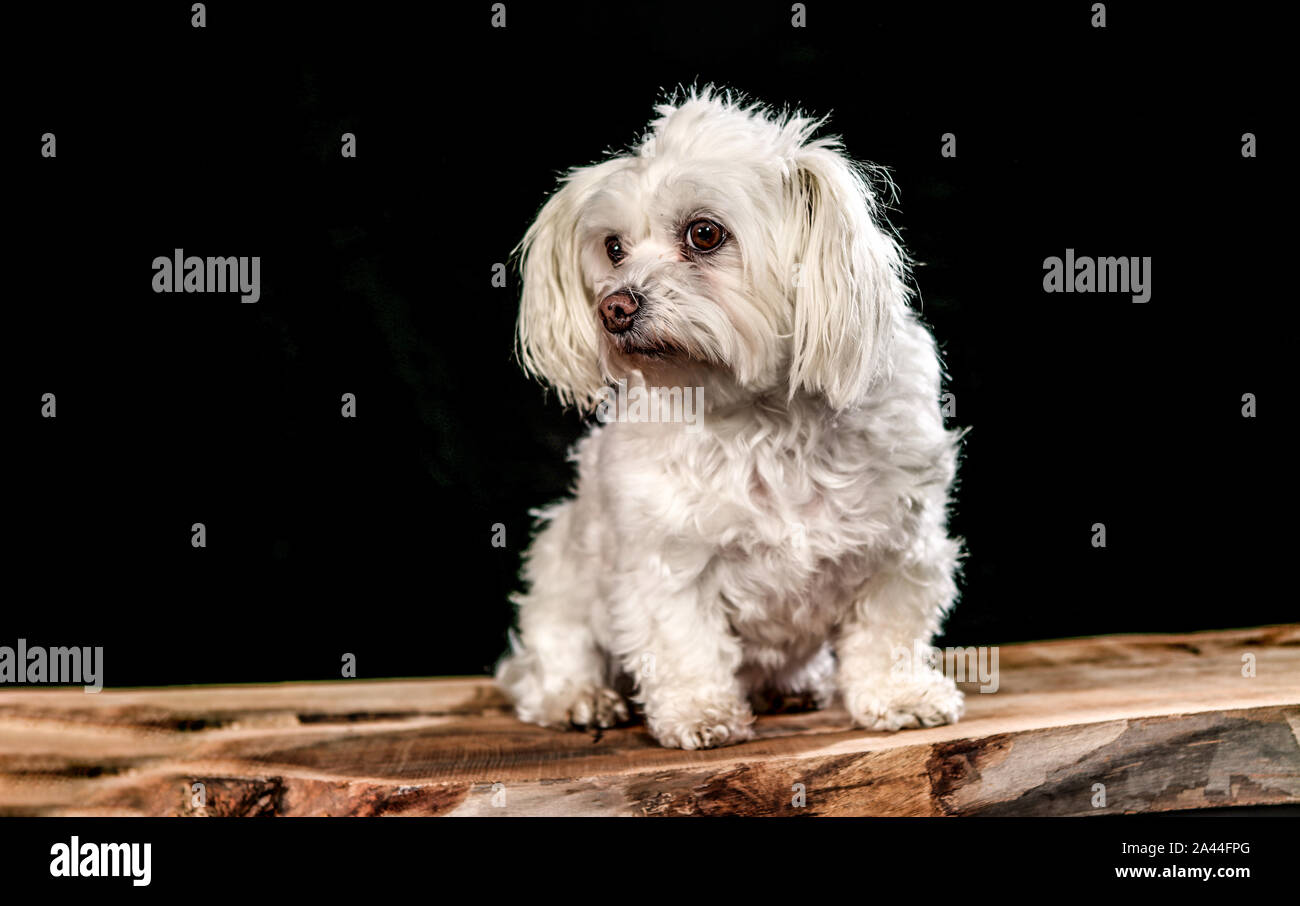 Weiß malteser Hund auf ein whood Plank mit schwarzem Hintergrund Stockfoto