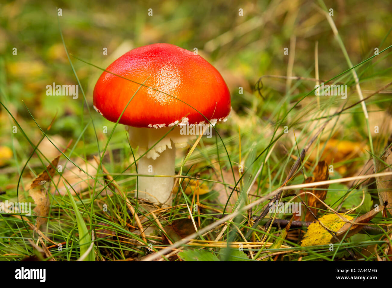 Rote giftige Pilze im Wald Stockfoto