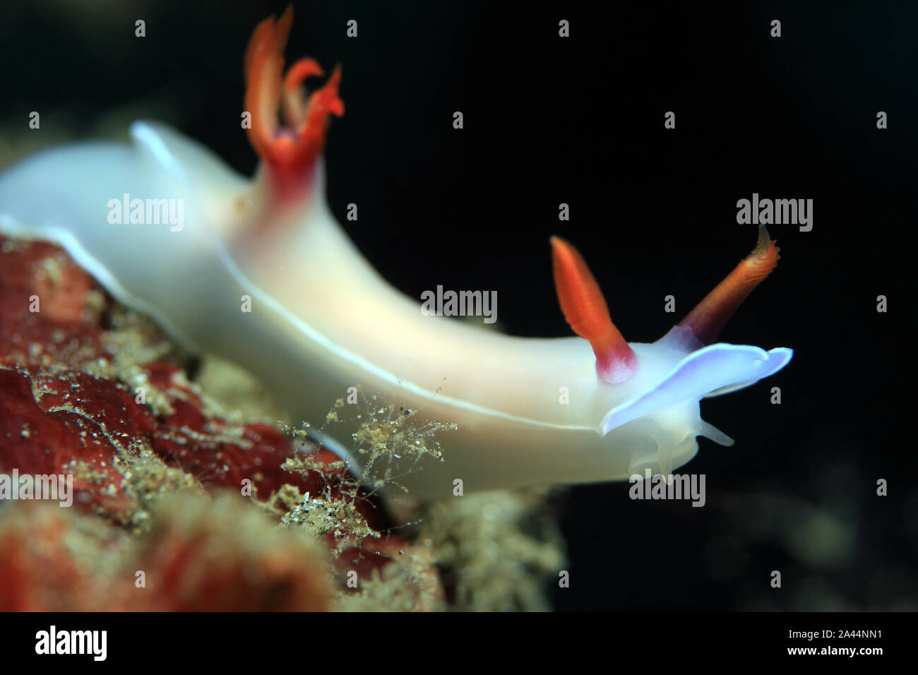 Doris Bullockii Nacktschnecke. Padang Bai, Bali, Indonesien Stockfoto