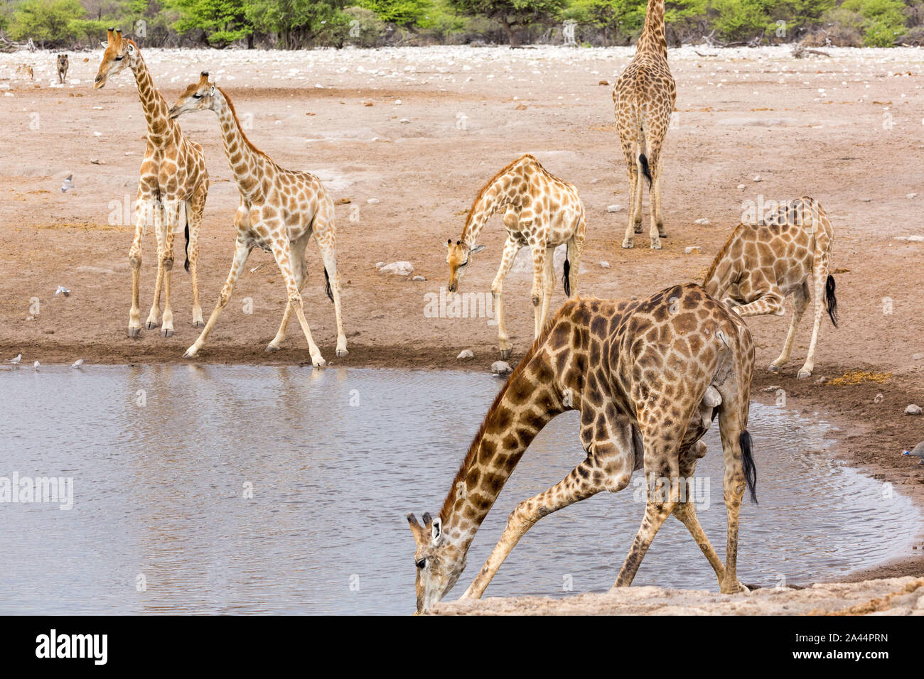 Eine Gruppe von Giraffen an einem Wasserloch, Etosha, Namibia, Afrika Stockfoto