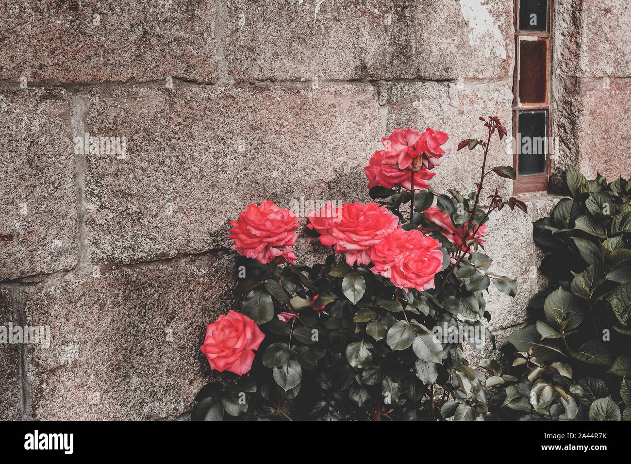 Schön uncut rote Rosen auf Ihrer eigenen Anlage in einem Garten, mit viel Liebe zum Detail und zu schließen. Stockfoto Schön uncut rote Rosen auf Ihrer eigenen Anlage in einem Garten, mit viel Liebe zum Detail und zu schließen. Stockfoto