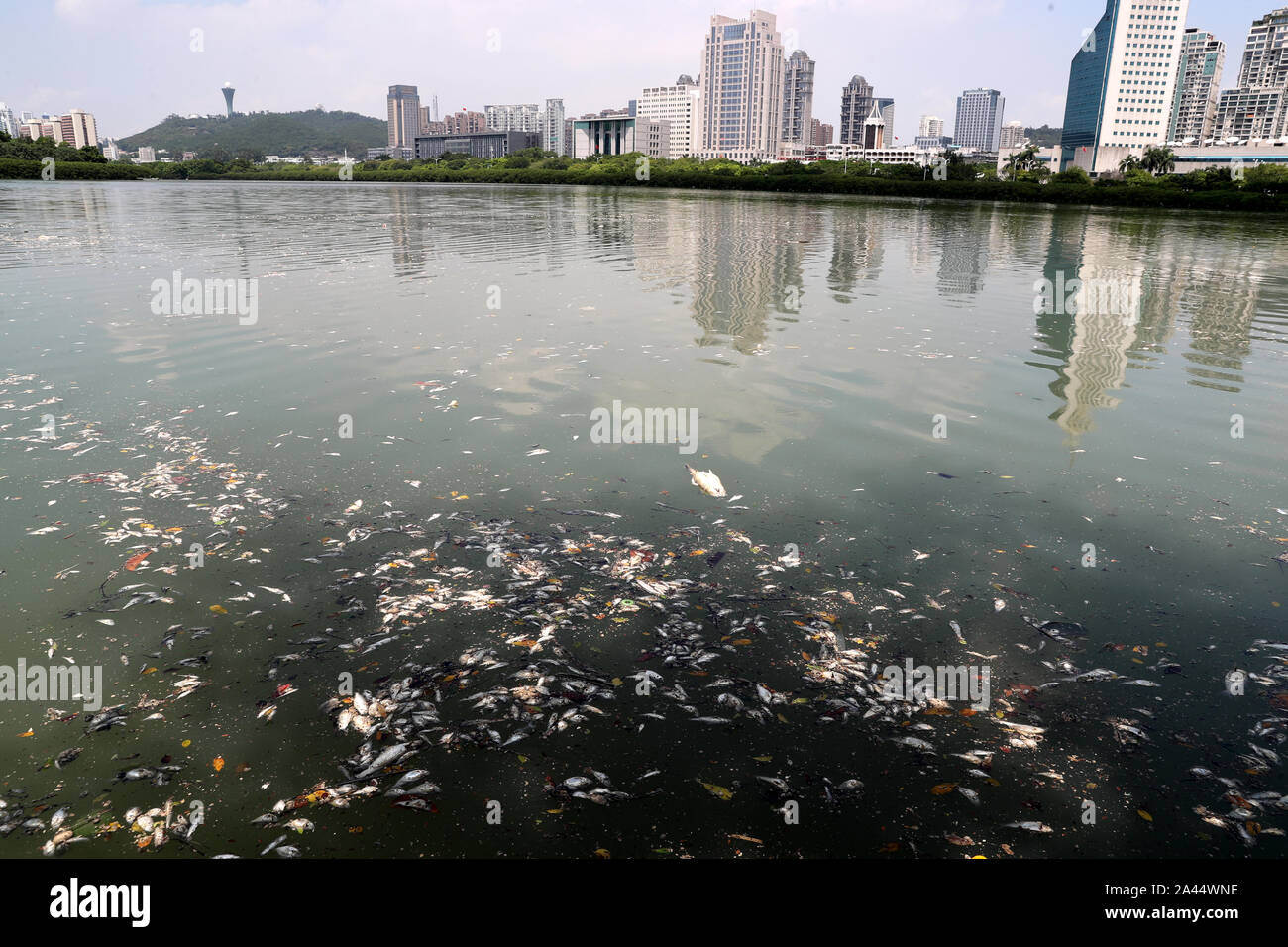 Tote Fische schwimmt auf einem Fluss nach dem Taifun Taifun Bailu, die 11 in diesem Jahr, in Xiamen Stadt im Südosten der chinesischen Provinz Fujian, 27 August 201 Stockfoto