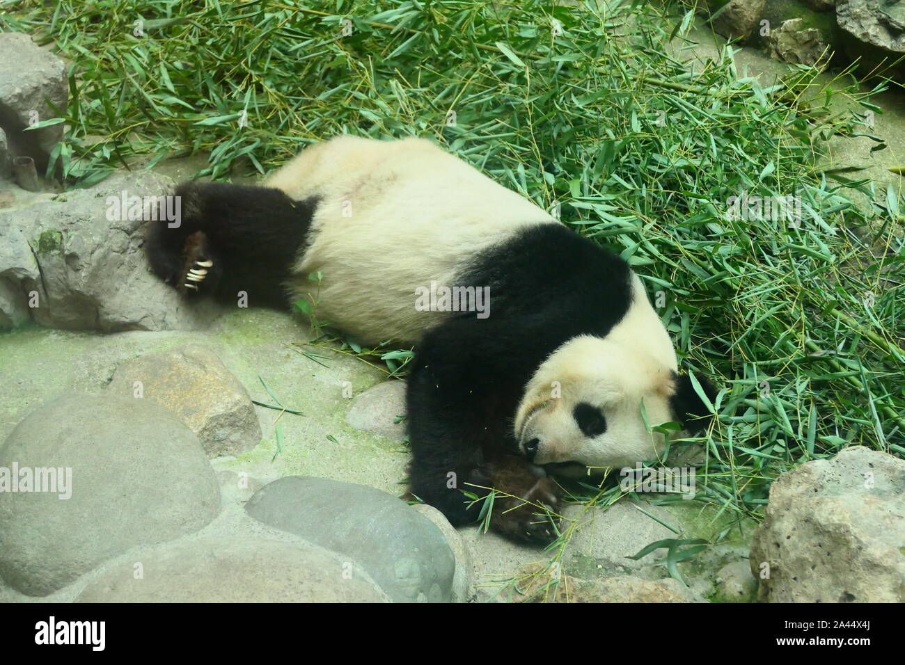 Trotz Regen im frühen Herbst, Giant panda friedlich und angenehm auf dem Boden liegt außerhalb von Beijing Zoo in Peking, China, 20. August 2019. Stockfoto