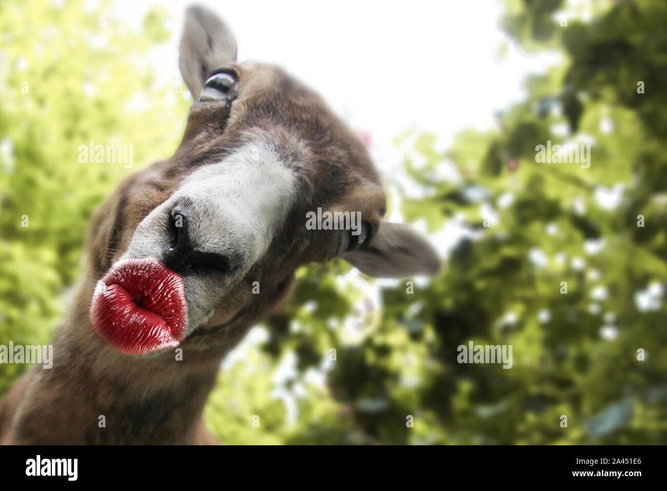 Lustige Tier mit dem Küssen Lippen Karten für ein Danke, Geburtstag, Einladung oder andere Veranstaltungen Stockfoto