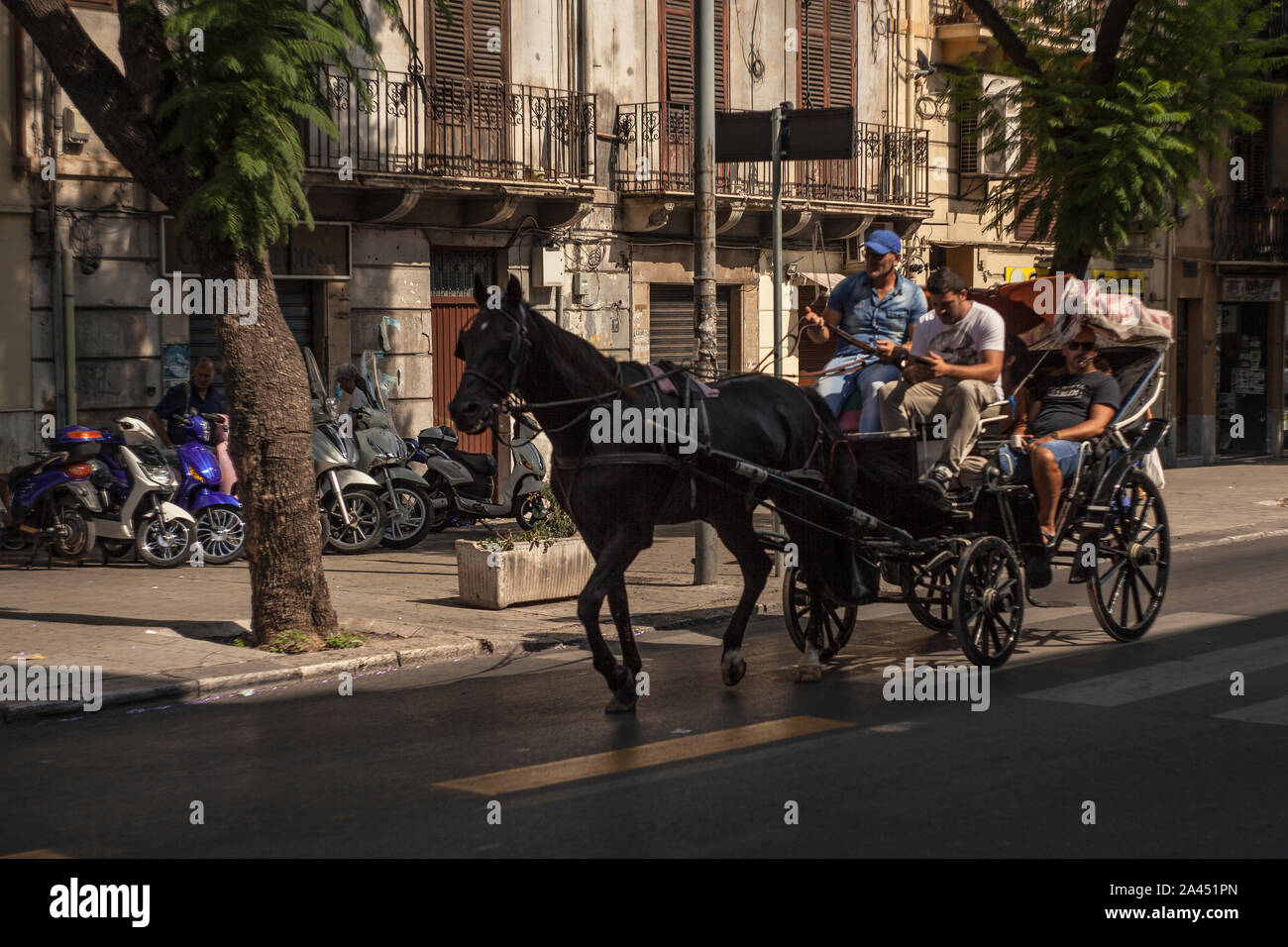 Pferde in Palermo Stockfoto