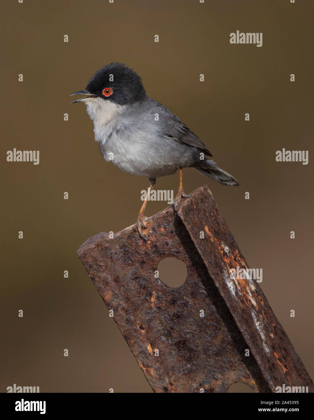 Männliche sardischen Warbler. Am Rand der alten Bahntrasse zu Praia do Barril Strand genommen, das Naturschutzgebiet Ria Formosa an der Algarve, Portugal. Stockfoto