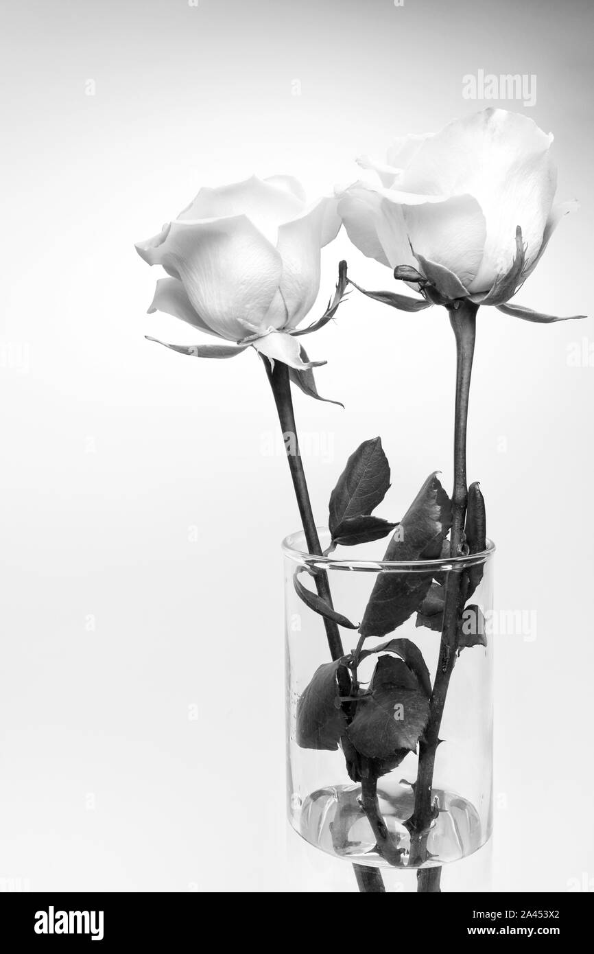 Schwarze und weiße Rosen in Glas, Blumen blühen Stockfoto