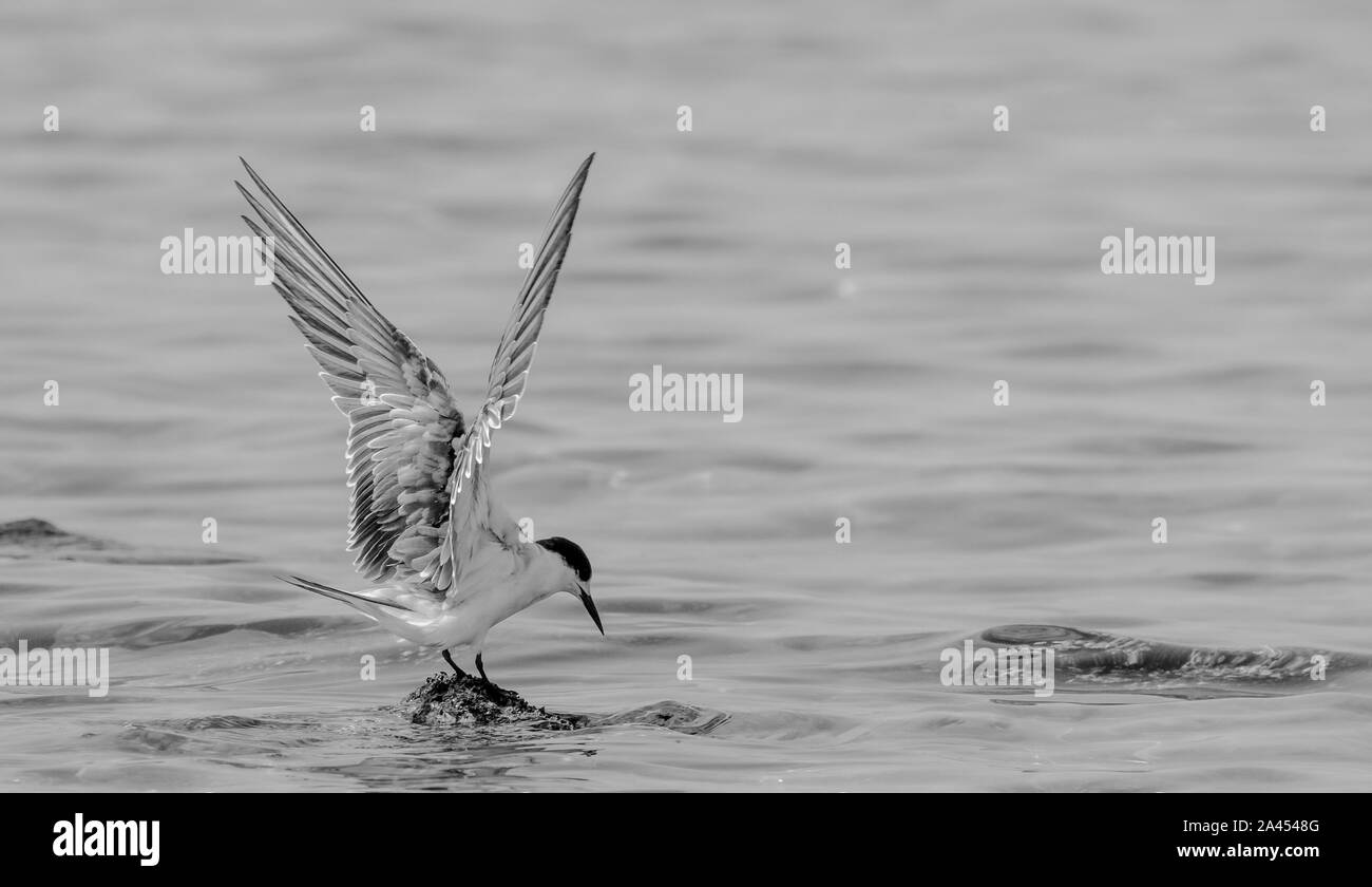 Tern Landung Schwarz und Weiß. Kann als Rahmen, Foto oder wallart verwendet werden. Stockfoto
