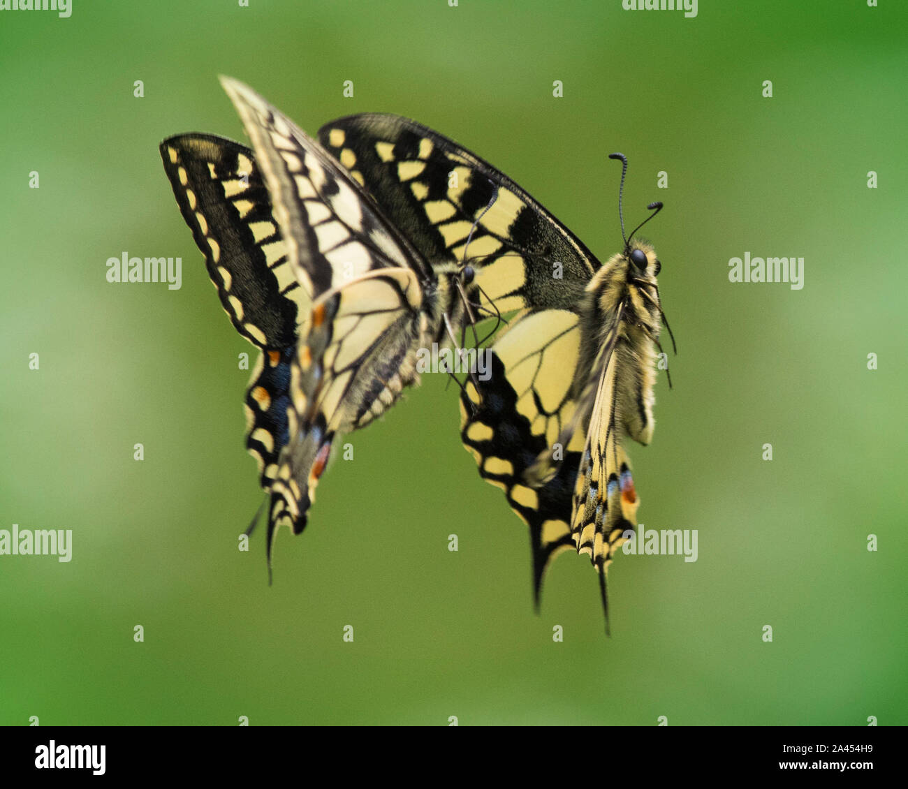 2 männlichen Swallowtail Schmetterlinge kämpfen. Stockfoto