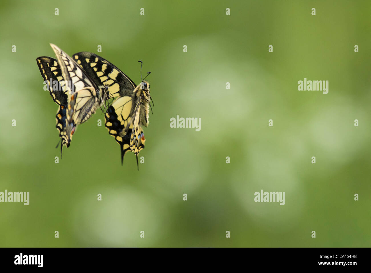 2 männlichen Swallowtail Schmetterlinge kämpfen. Stockfoto