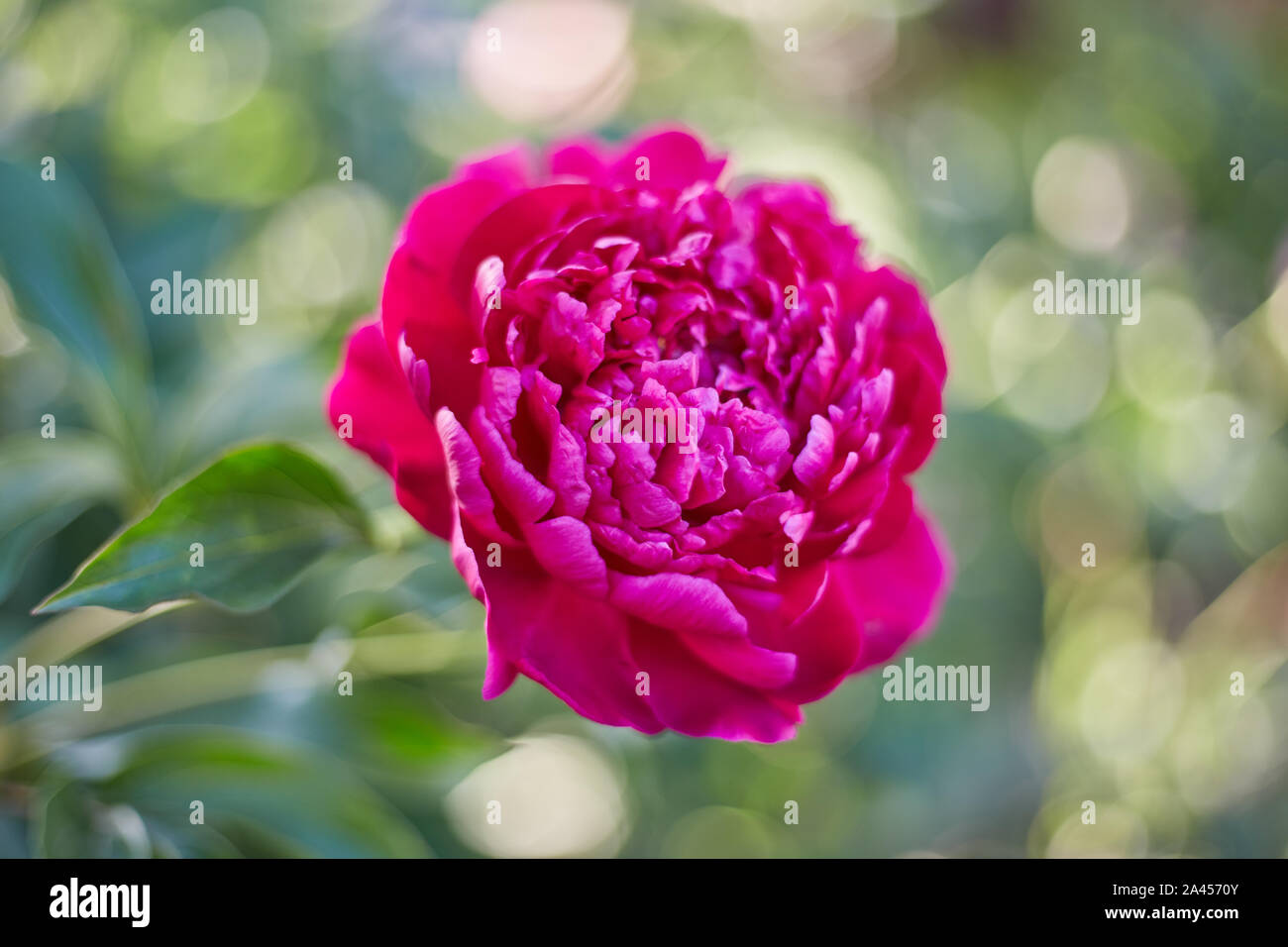 Zusammenfassung Hintergrund der natürlichen Blumen, eine rote Pfingstrose close-up in der Natur Stockfoto