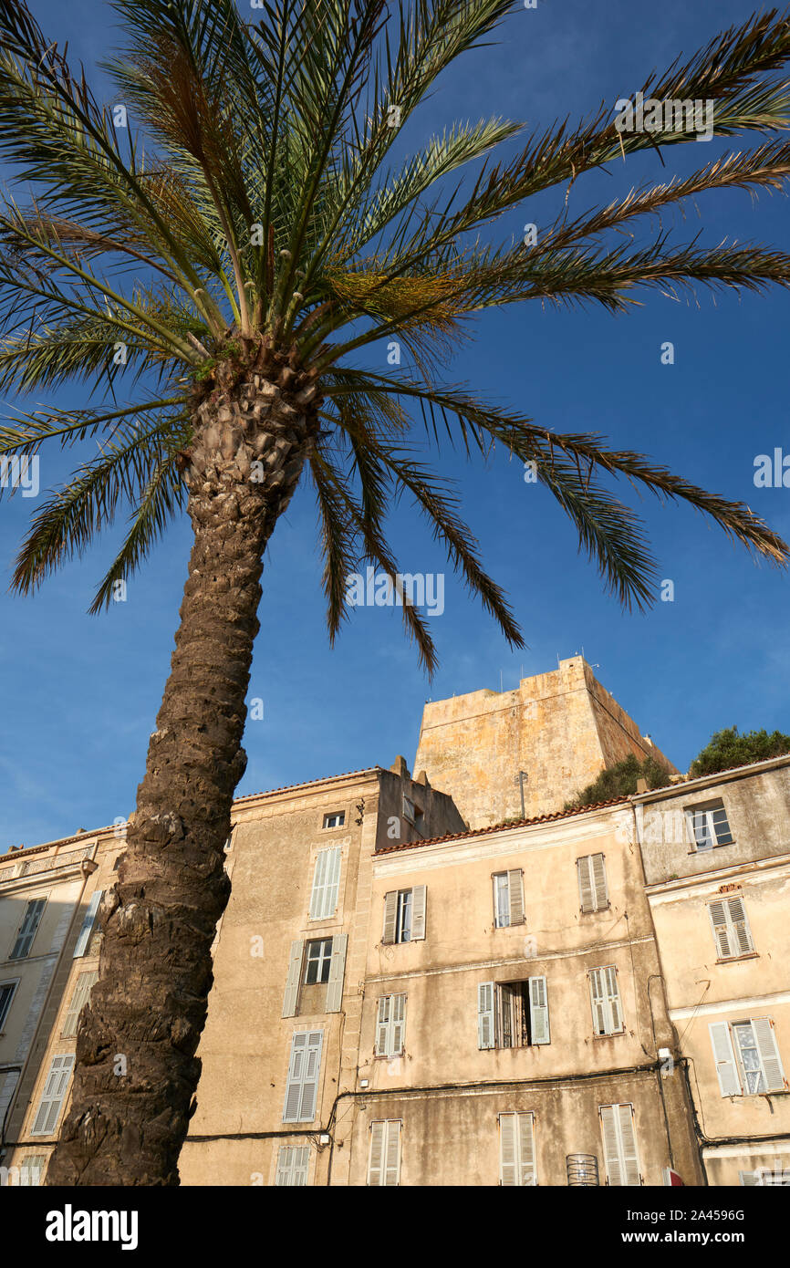 Eine Palme und die Zitadelle von Bonifacio liegt an der südlichen Spitze von der französischen Insel Korsika - Corse du Sud Frankreich. Stockfoto