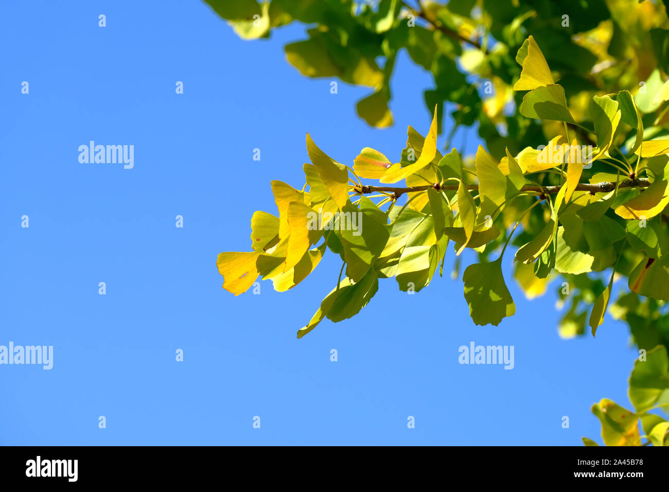 Die Blätter beginnen zu ändern die Farbe im frühen Herbst Stockfoto